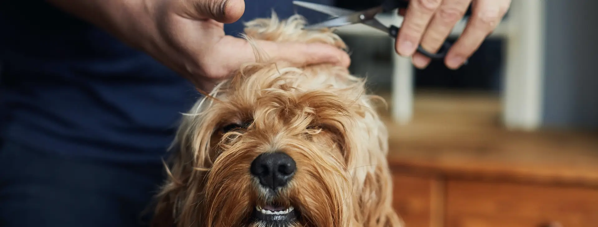 Tierfriseur